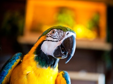 Parrot gawking